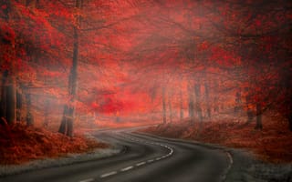 Картинка дорога, автодорога, природа, листья, туман, лес, осень, краcный, nature, beauty