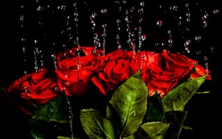 Обои вода, капли, букет, розы, красные, роз, краcный