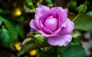 Картинка цветение, flower, violet, roses, роза