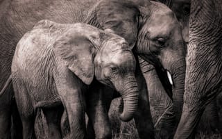 Обои природа, слоны, африка