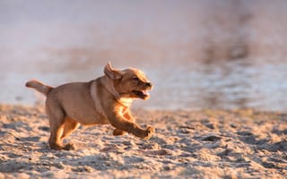 Картинка собака, песок, пляж, щенок, море