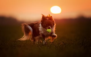 Картинка закат, взгляд, aleksandra kielreuter, мяч, собака, игра, друг