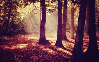 Картинка деревья, sunray, листья, солнечный свет, лес, осень, деревь, осен