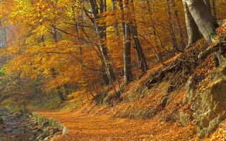 Обои деревья, leaves, осень, листва, forest, fall, лес, тропа, autumn, path