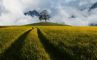 Картинка небо, дерево, трава, поле