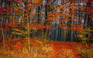 Картинка деревья, листья, осен, опадают, расцветка, лес, листопад, осень, деревь, листва