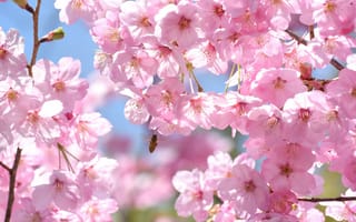 Картинка дерево, ветки, сакура, розовый, вишня, насекомое, весна, пчела