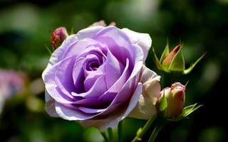 Картинка цветок, роза, фиолетовая