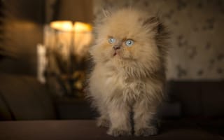 Картинка кошка, рыжий, голубые глаза, котенок, пушистый