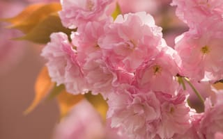 Обои ветка, розовый, весна, сакура, макро, вишня, нежность