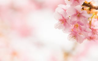 Картинка макро, весна, вишня, нежность, сакура, розовый