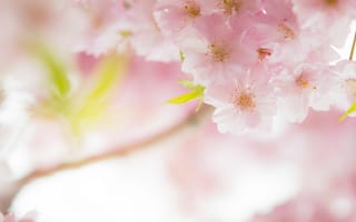 Обои макро, сакура, весна, розовый, вишня, нежность