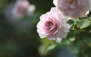 Обои макро, розовый, нежность, роза