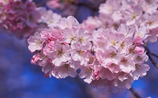 Картинка дерево, розовый, сакура, весна, вишня