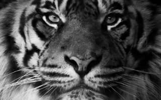 Картинка тигр, взгляд, суматранский тигр, морда, хищник