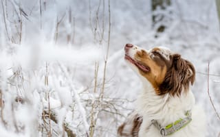 Картинка снег, julia biernat, зима, ошейник, австралийская овчарка, взгляд, собака, i smell winter
