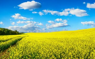 Картинка небо, поле, рапс, природа, желтые, облака, цветы