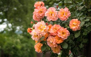 Картинка цветы, куст, розы, персиковый