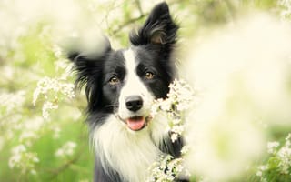 Картинка цветы, весна, бордер-колли, цветение, собака