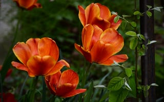 Картинка весна, tulips, тюльпаны, orange, оранжевые, spring
