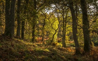 Картинка трава, деревья, шотландия, pitlochry, лес