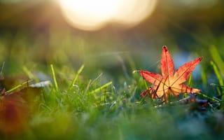 Картинка трава, макро, mirai, takahashi, осень, лист