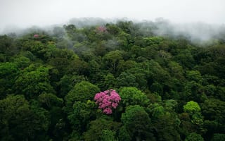 Картинка природа, туман, джунгли, bing, субтропики, лес