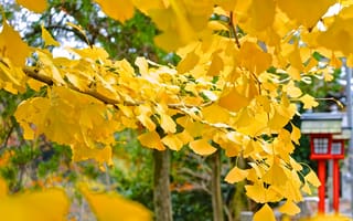 Картинка дерево, jike furusato-mura, листья, осень, макро