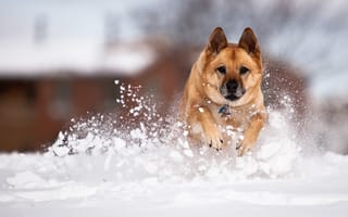 Картинка снег, немецкая овчарка, собака, fpat