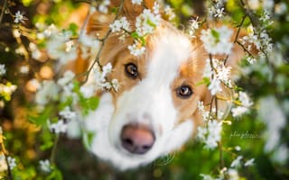 Картинка глаза, julia poker, собака, весна, бордер-колли, друг, взгляд, цветение