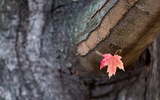 Картинка дерево, лист, осень