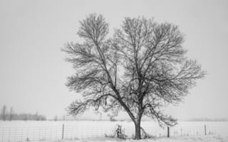 Обои снег, fog, snow, холод, winter, зима, дерево, tree, забор, туман, cold, fence
