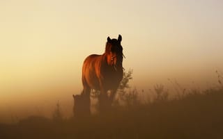 Картинка лошадь, sunset, dusk, twilight, hill, horses, grass, конь, vegetation