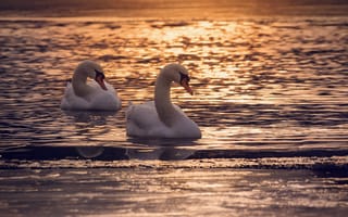 Обои озеро, swans, закат, dusk, лебеди, пара, lake, twilight, reflection, отражение, сумерки, sunset, птицы, couple