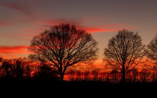 Обои деревья, silhouettes, ветки, силуэты, sunset, сумерки, закат, twilight, dusk, trees, branches