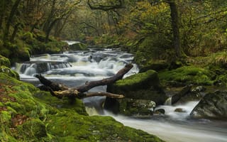 Картинка деревья, devon, dartmoor national park, девон, пороги, англия, лес, национальный парк дартмур, осень, england, мох, река