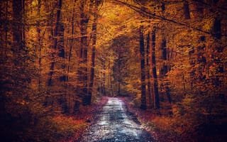 Картинка дорога, листья, осень, деревья, лес