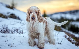 Картинка зима, собака, друг, взгляд