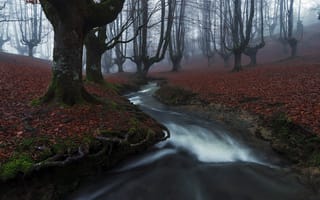 Картинка река, лес, туман