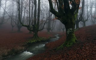 Картинка деревья, осень, река, лес, мох, туман