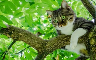 Картинка дерево, лето, кошка, кот, листья