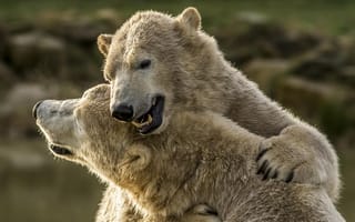 Картинка медведи, два медведя, белые медведи, полярные медведи, обнимашки