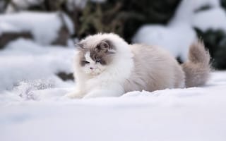 Картинка снег, зима, кошка, пушистая, рэгдолл