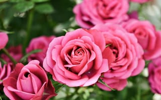 Обои цветы, боке, bokeh, pink roses, розовые розы, розы