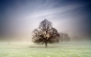 Картинка природа, дерево, туман, поле