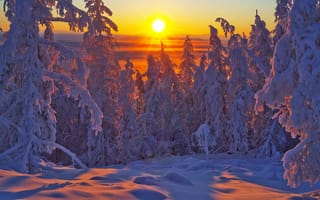 Картинка деревья, зима, закат, якутия, ели, оймяконский улус, владимир рябков, лес, россия, снег