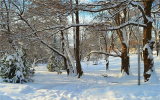 Обои деревья, парк, зима, winter, park, снег, лучи, trees, snow