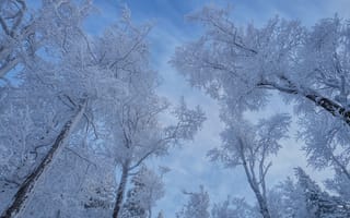 Обои небо, снег, зима, деревья