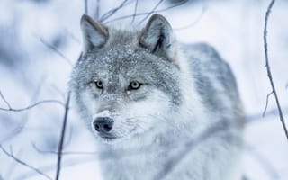 Картинка глаза, волчица, зима, снег, взгляд