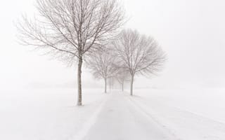 Картинка дорога, метель, зима, деревья, снег